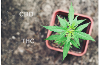 CBD a THC – różnice, o których musisz wiedzieć
